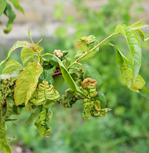 FUNGICIDES