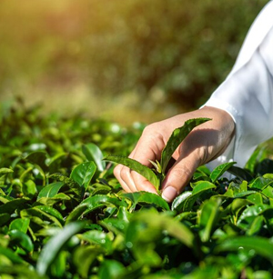 INSECTICIDES